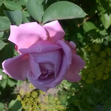 Maison d'hôtes House Of Flowers