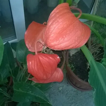 Gasthuis House Of Flowers 3*