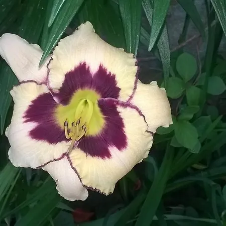 Penzion House Of Flowers